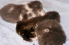 kittens asleep at the Raindance Farm