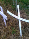 Gepetto, kitten cross