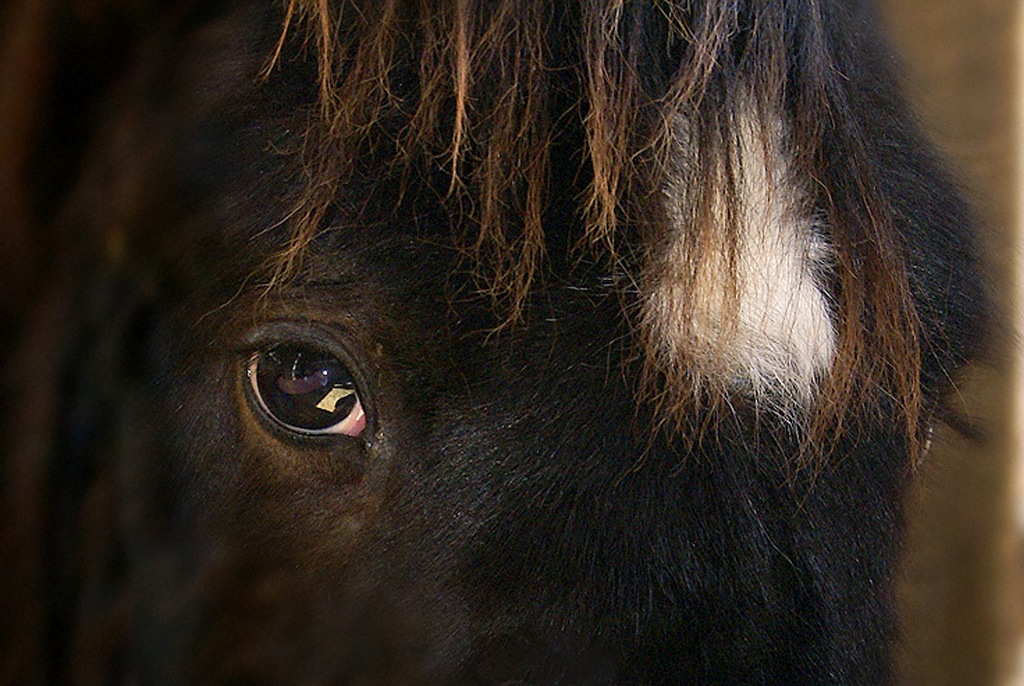 Windchill's bright eye